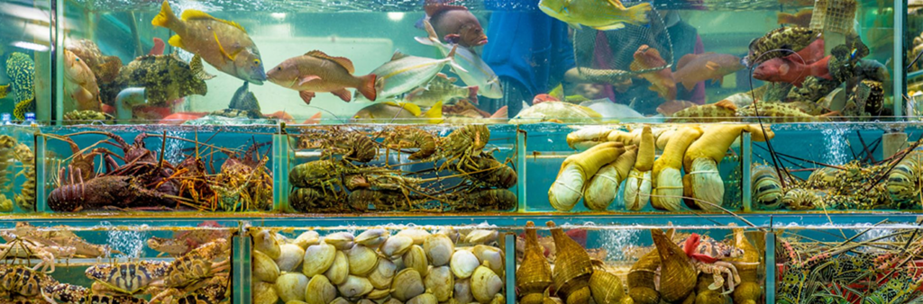 Une image contenant aquarium, Organisme, barrière de corail, poissonDescription générée automatiquement