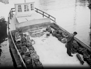 A person standing on a boat with crates of fruit

Description automatically generated